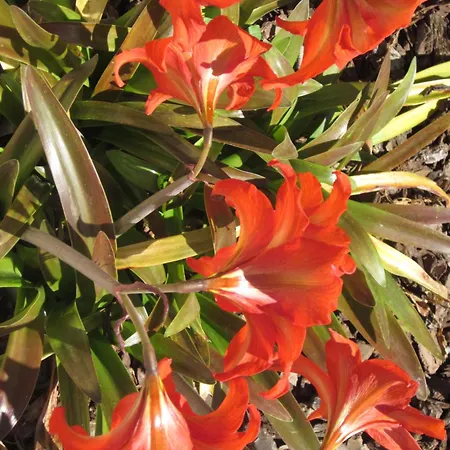 ベッド・アンド・ブレックファスト Casal Da Eira São Brás de Alportel