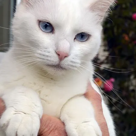 ベッド・アンド・ブレックファスト Casal Da Eira São Brás de Alportel