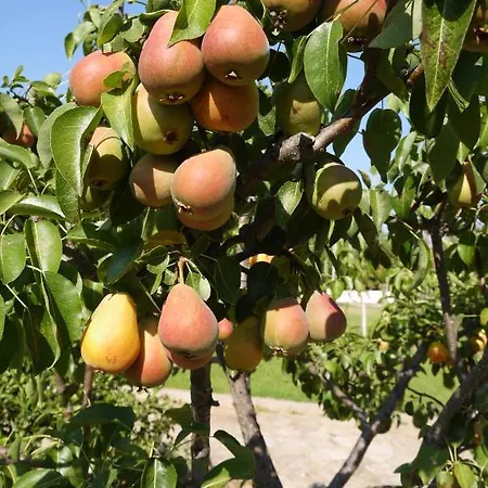 Casal Da Eira Couette-café São Brás de Alportel