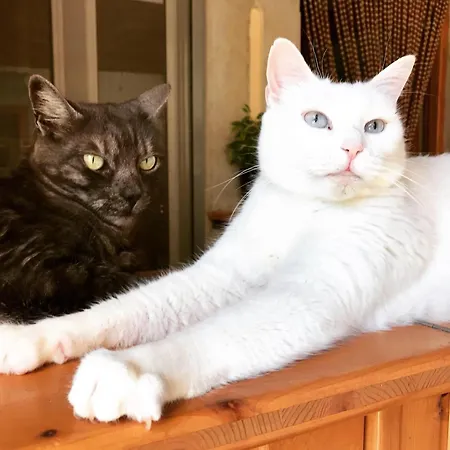 Casal Da Eira Bed & Breakfast São Brás de Alportel